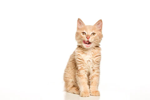 What Can I Do About Pet Allergies?